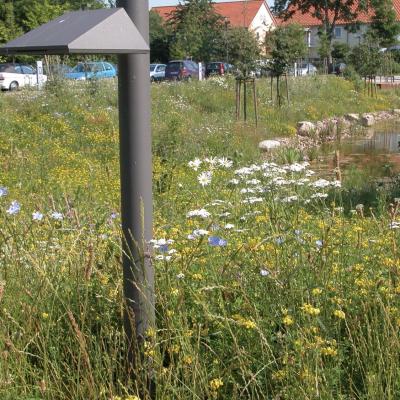 Blumenwiese1