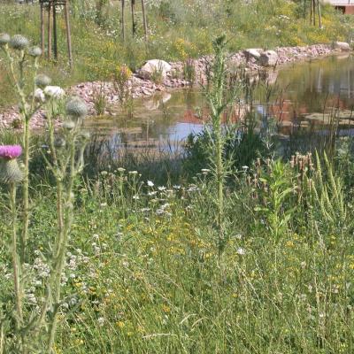 Blumenwiese2