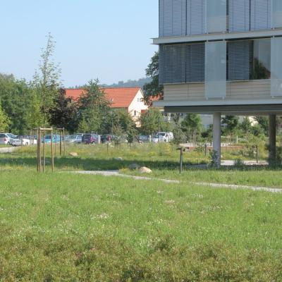 Blumenwiese3