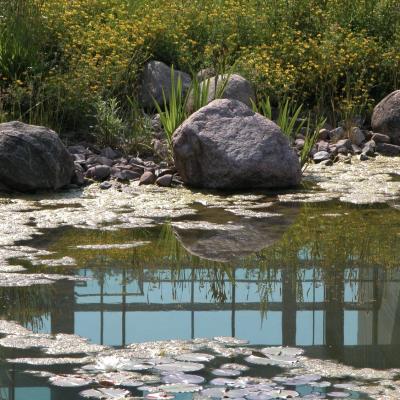 Detail Teich