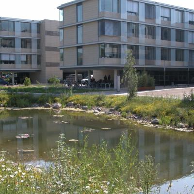 Teich2