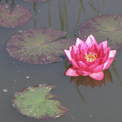 Seerose Teich West