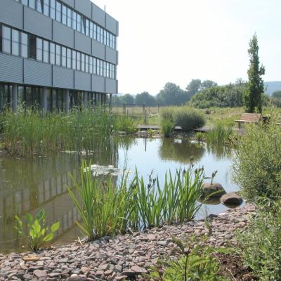 Teich West3
