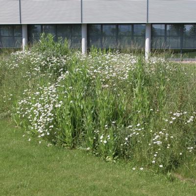 Wildblumenlinse2