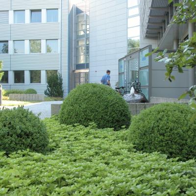 Buchskugeln2